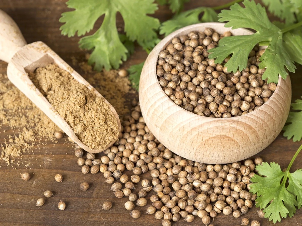 Coriander seeds dhania